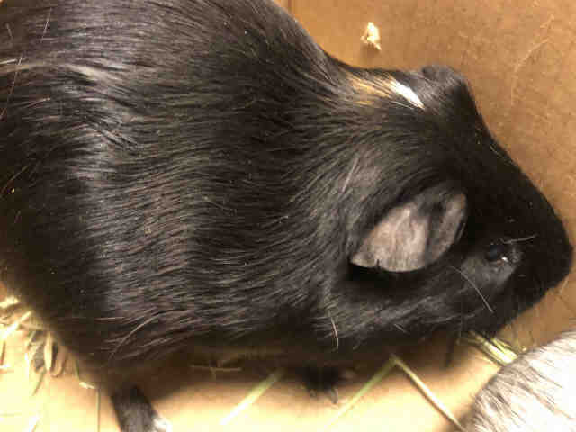Adopt LUCKY a Black Guinea Pig / Mixed small animal in Upper Marlboro