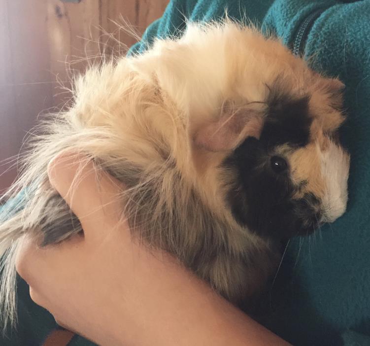 Adopt Mouse, Piglet and Roo a Abyssinian, Guinea Pig