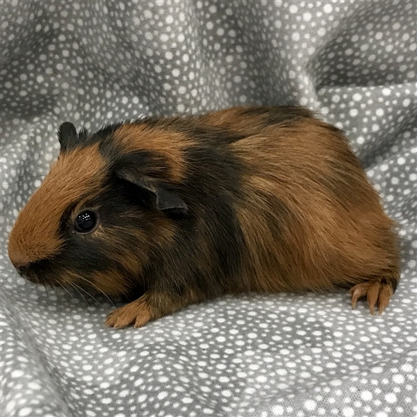 Adopt Charlie -- Bonded Buddy With Finley a Guinea Pig