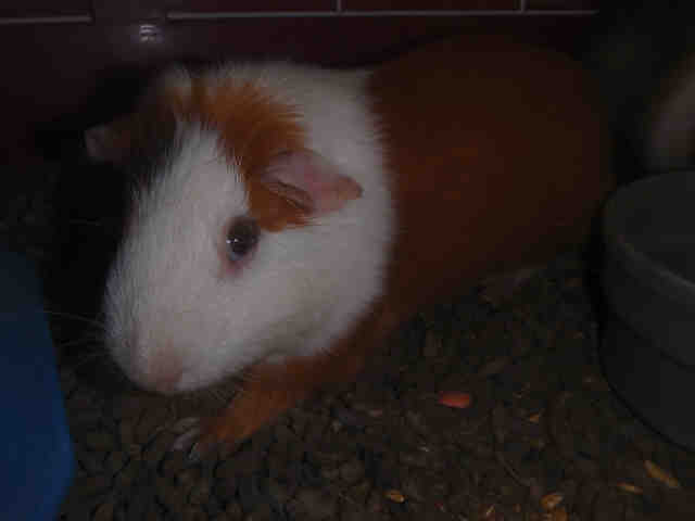 Adopt A1749331 a Guinea Pig