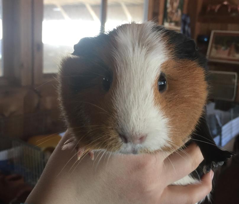 Adopt Gemini and Capricorn a Guinea Pig, Short-Haired
