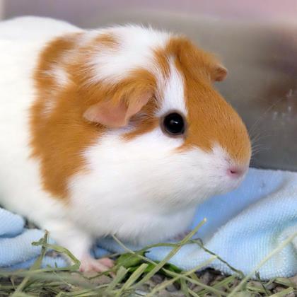 Adopt Chip a White Guinea Pig / Mixed small animal in Ann Arbor, MI (24263951)