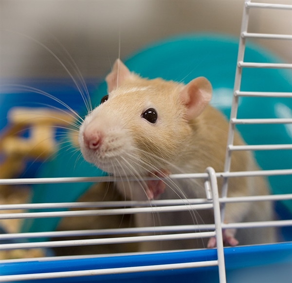 Adopt Rattacus a Rat