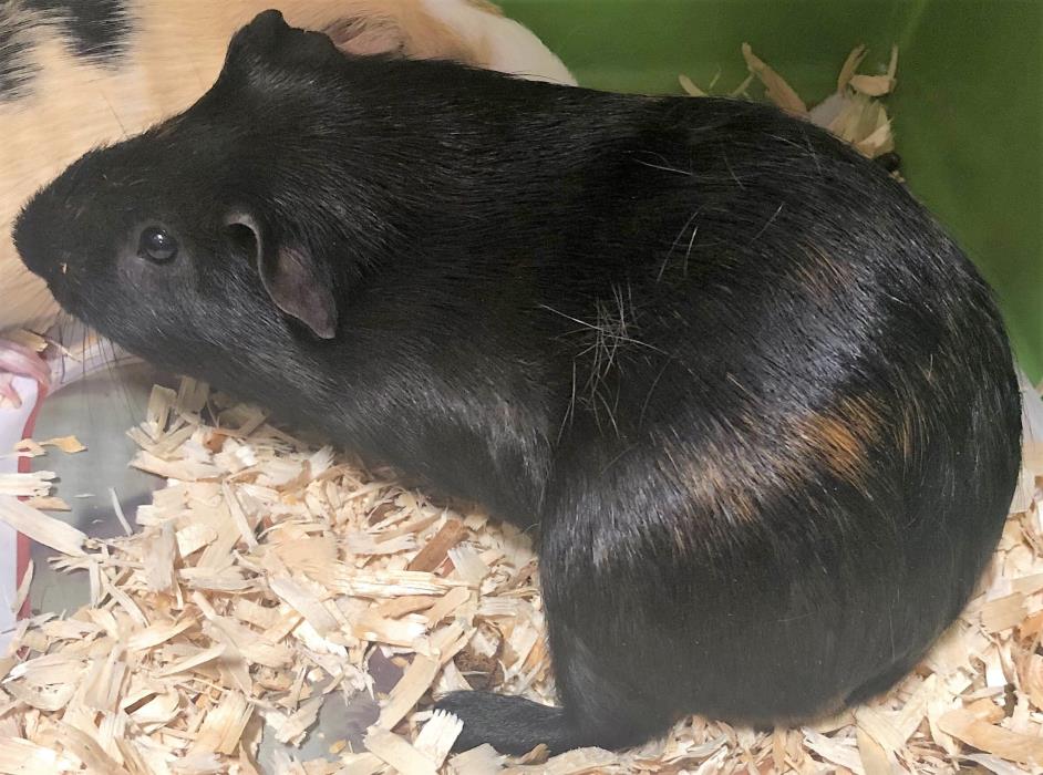 Adopt Bean a Guinea Pig (short coat) small animal in Tucson, AZ (24692856)