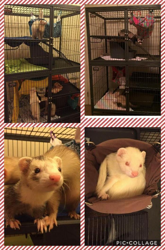 Adopt Gothel, Rapunzel, Maximus and Pascal a Ferret