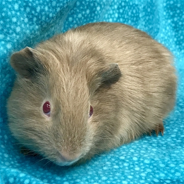 Adopt Oakley -- Bonded Buddy With Armani a Guinea Pig
