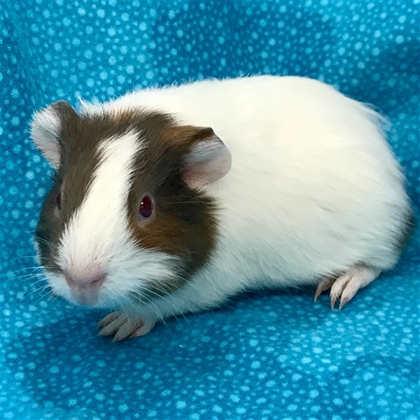 Adopt Armani -- Bonded Buddy With Oakley a Guinea Pig