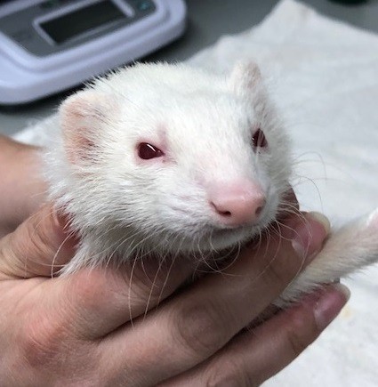 Adopt Gwendolyn a Albino or Red-Eyed White Ferret small animal in Tucson