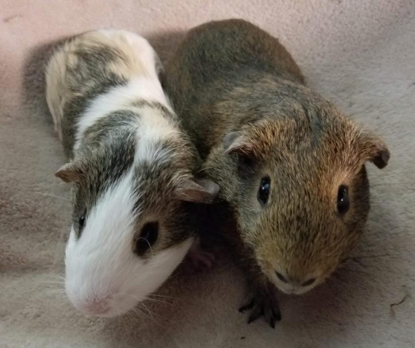 Adopt Sly and Remus a Guinea Pig
