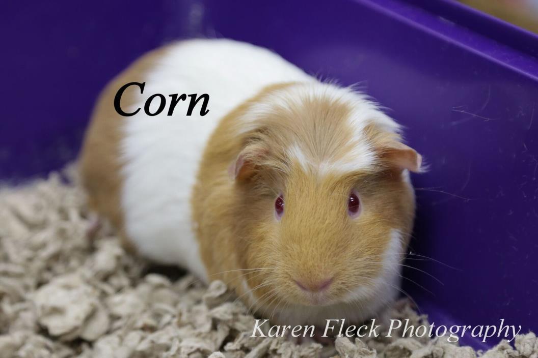 Adopt Corn a Guinea Pig