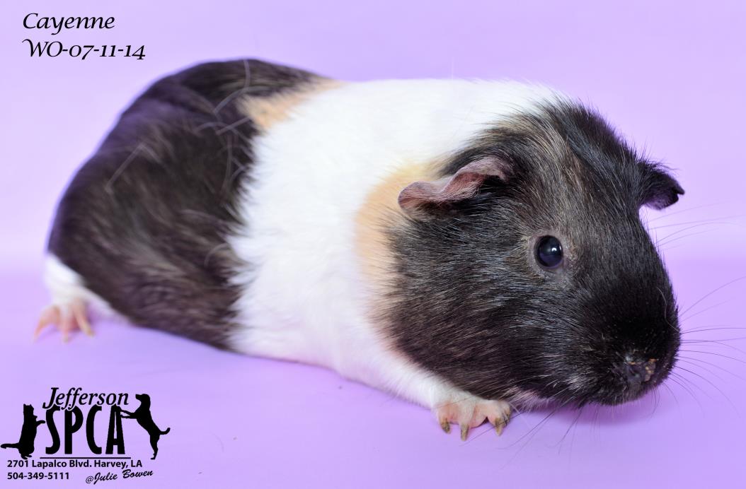 Adopt Cayenne at Jefferson Feed on Veterans a Guinea Pig