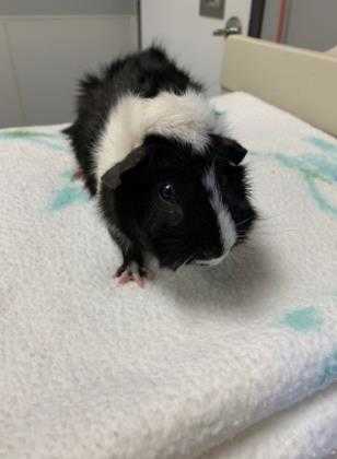 Adopt Bernie a Black Guinea Pig / Mixed small animal in Lansing, MI (24649897)
