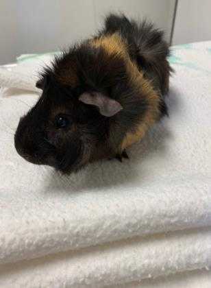 Adopt Bob a Black Guinea Pig / Mixed small animal in Lansing, MI (24649898)