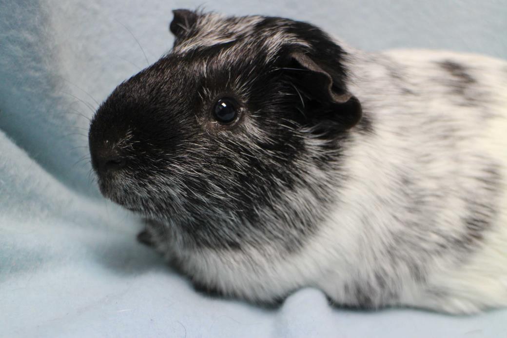 Adopt Piggy a Black Guinea Pig small animal in Forked River, NJ (23273400)