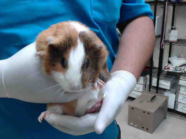 Adopt BROWNIE a Brown or Chocolate Guinea Pig / Mixed small animal in Pasadena
