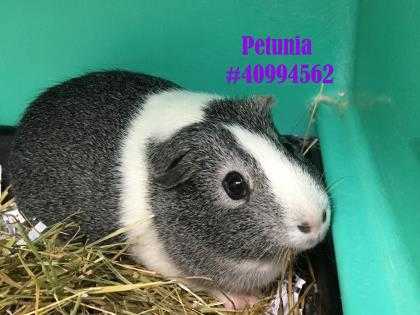 Adopt Petunia - Stray a Silver or Gray Guinea Pig / Guinea Pig / Mixed small