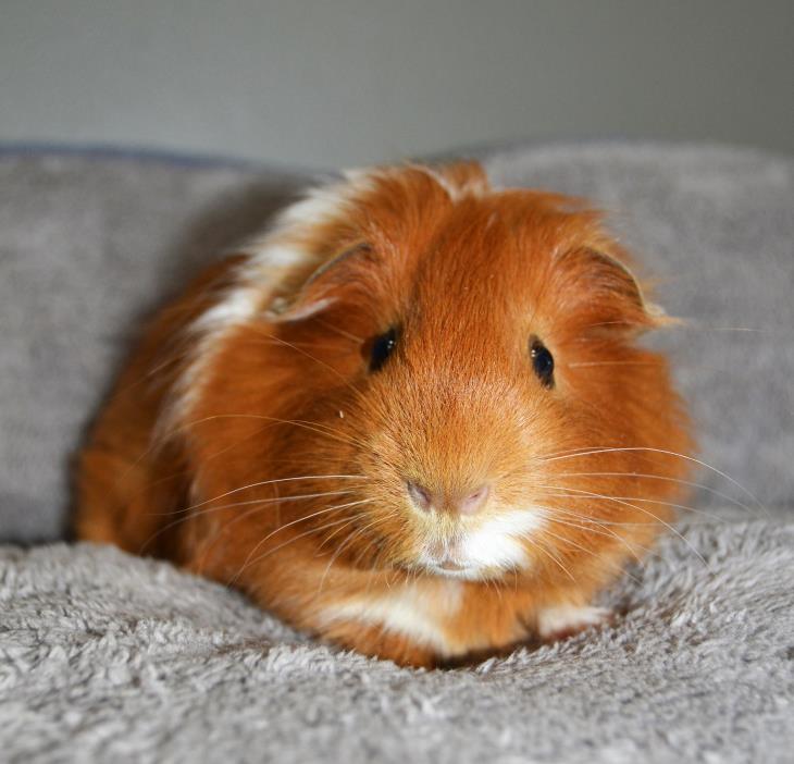 Adopt Kijo a Guinea Pig