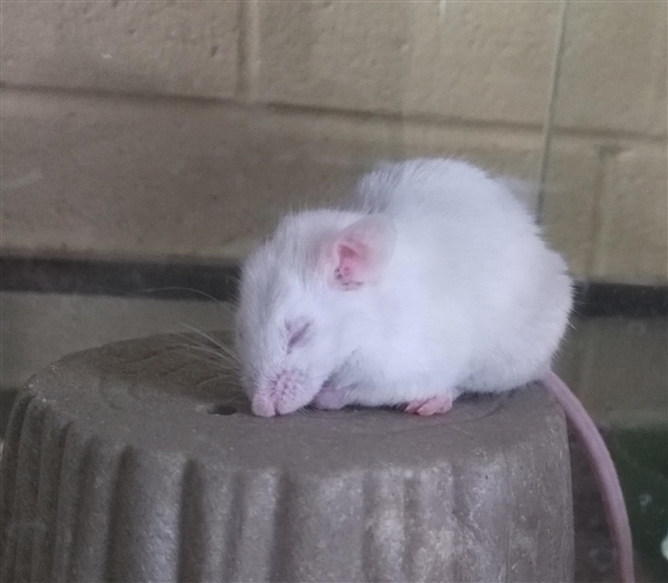 Adopt Treck a Mouse