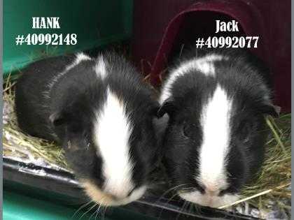 Adopt Jack a White Guinea Pig / Mixed small animal in Wilkes Barre