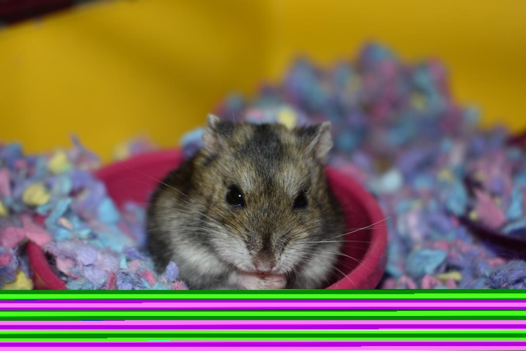 Adopt Bit a Dwarf Hamster