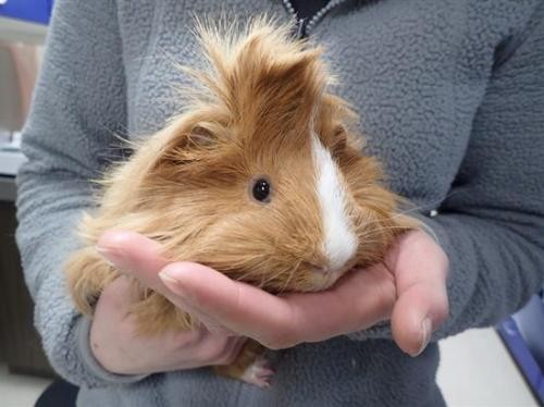 Adopt ZIMBA a Guinea Pig (medium coat) small animal in Fairbanks, AK (24196342)