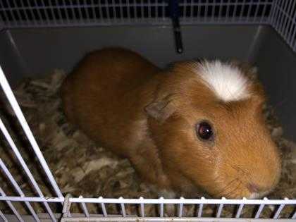 Adopt ZACK a Tan or Beige Guinea Pig / Mixed small animal in Dallas