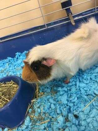 Adopt Peanut a White Guinea Pig / Guinea Pig / Mixed small animal in Charleston