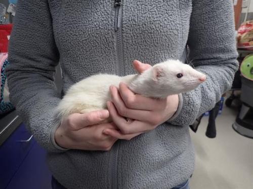 Adopt MOUSE a Ferret (medium coat) small animal in Fairbanks, AK (24196931)