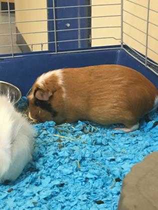 Adopt Butter a Orange Guinea Pig / Guinea Pig / Mixed small animal in