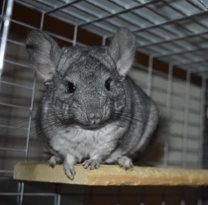 Adopt Juno a Chinchilla