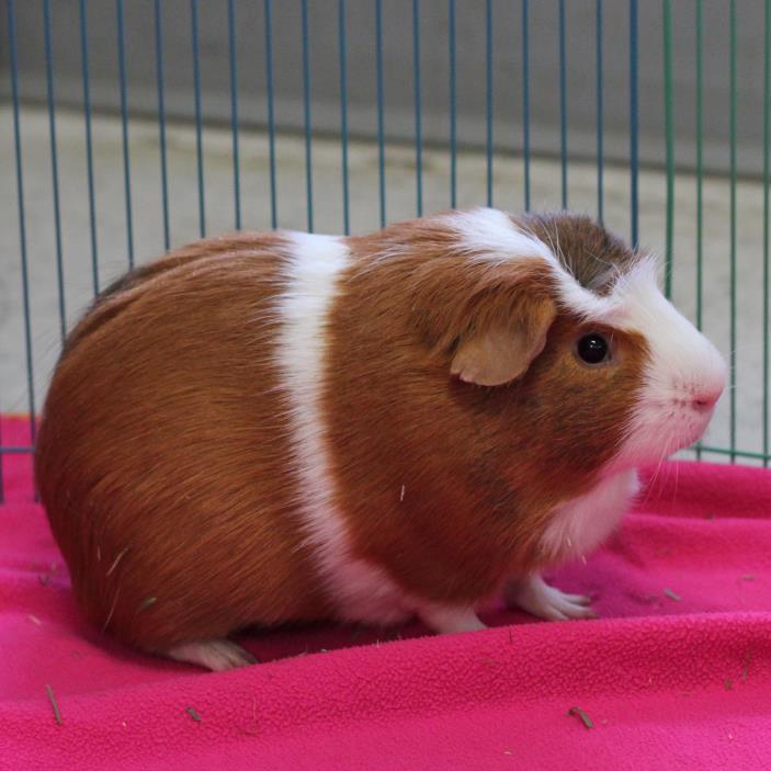 Adopt Rueben (bonded with Chester) a Guinea Pig