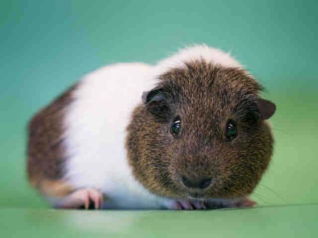 Adopt RANDY a Guinea Pig