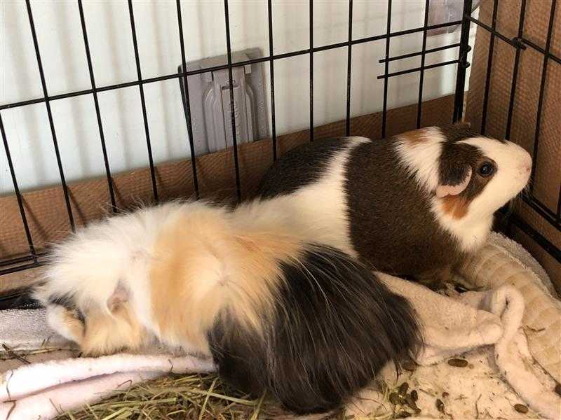 Adopt FLOWER a Brown or Chocolate Guinea Pig / Mixed small animal in Dedham