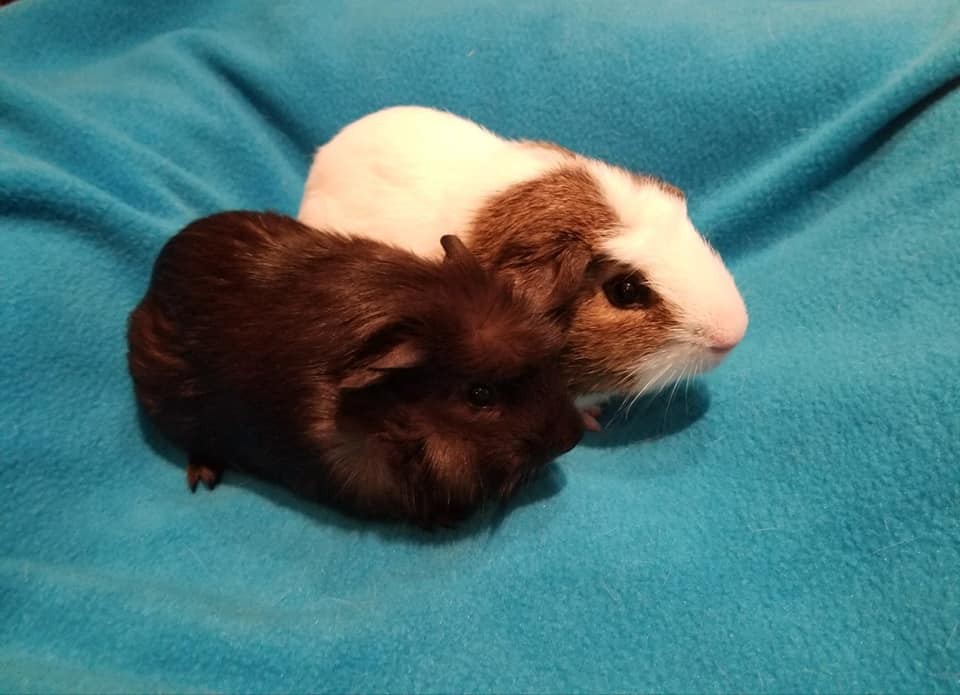 Adopt Bob and Larry a Tan or Beige Guinea Pig (short coat) small animal in South