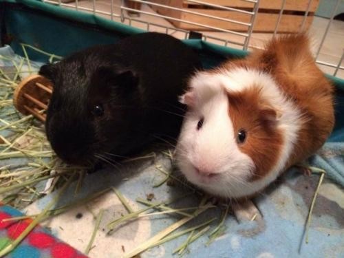 Adopt Woodstock & Snoopy a Guinea Pig (short coat) small animal in Baton Rouge