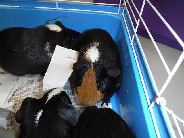 Adopt WHEAT a Black Guinea Pig / Mixed small animal in Sanford, FL (24845676)