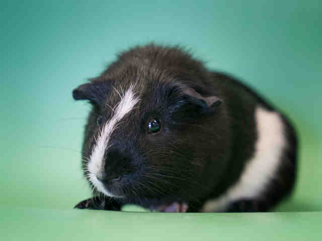 Adopt PEPPY LE PEU a Guinea Pig