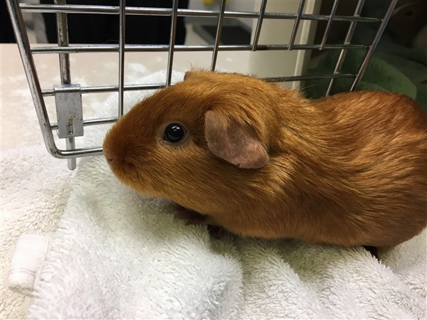 Adopt Dot (mcas) a Guinea Pig (short coat) small animal in Troutdale