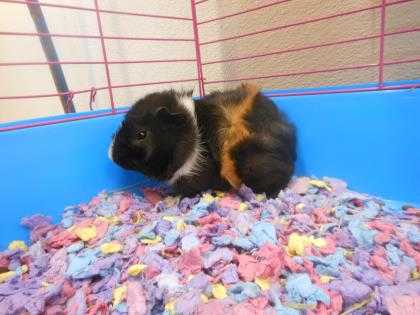 Adopt Kris a Black Guinea Pig / Guinea Pig / Mixed small animal in Georgetown