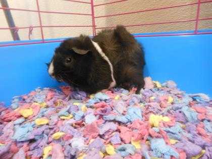 Adopt Pat a Black Guinea Pig / Guinea Pig / Mixed small animal in Georgetown