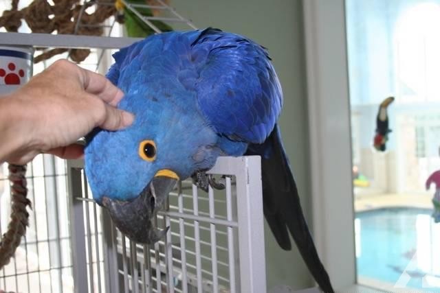 Female and Male Hyacinth Macaw with Cage