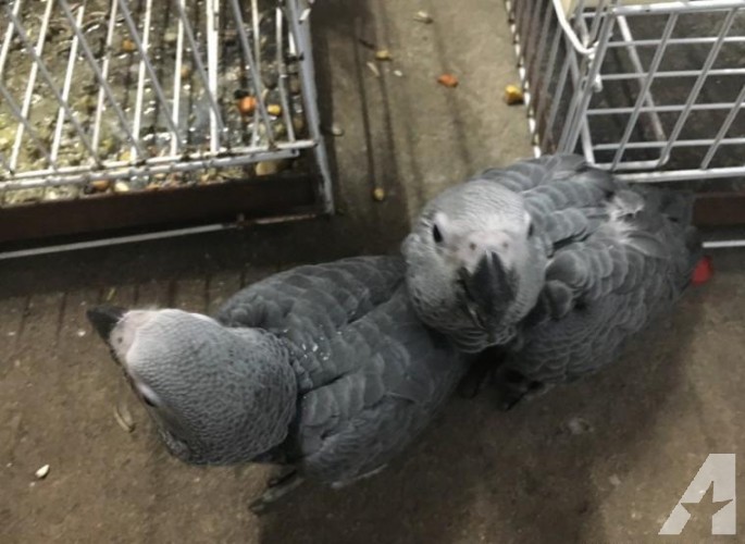 Congo African grey parrot with Cage