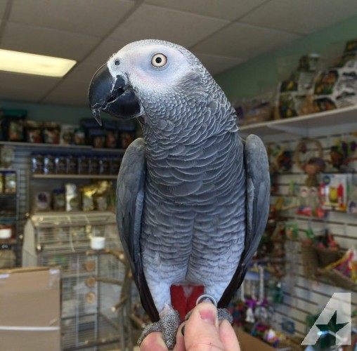 African Grey and cage