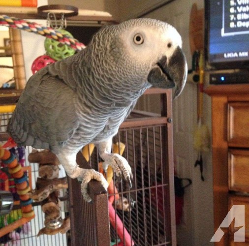 Beautiful Congo African Grey With Cage
