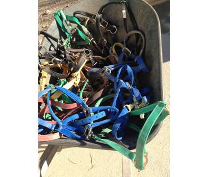 Horse Halters. Small To Large sizes. (Tucson)