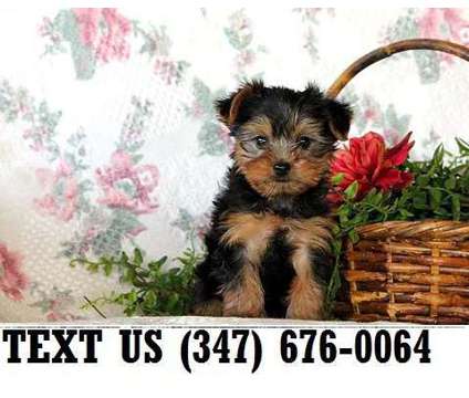 Obliging Yorkshire Terrier Puppies For sale