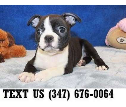 Obliging Boston Terrier Puppies For sale