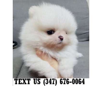 Obliging Pomeranian Puppies For sale