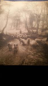Very old print of man herding ram (Broomall)