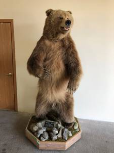 Kodiak Grizzly Mount World Class (Cottage Grove)